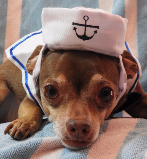 Lovely Stylish Navy And Sailor Style Hat Plus Scarf Suit For Dogs And Cats Pet Cap And Cape Navy Cloak Cat Cosplay Cloth