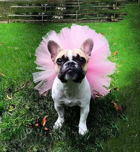 Summer Dog Tutu Skirt Princess Pet Cat Dress Tulle Soft Cosplay Bulldog Dress For Small Pet S M L Coloful Dog Dresse Pet Product