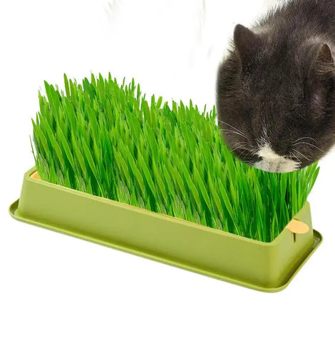 Cat Grass Planter Layered Cat Plant Soilless Convenient Cat Grass Kit 4 Styles Pet Supplies Multifunctional For Veterinary